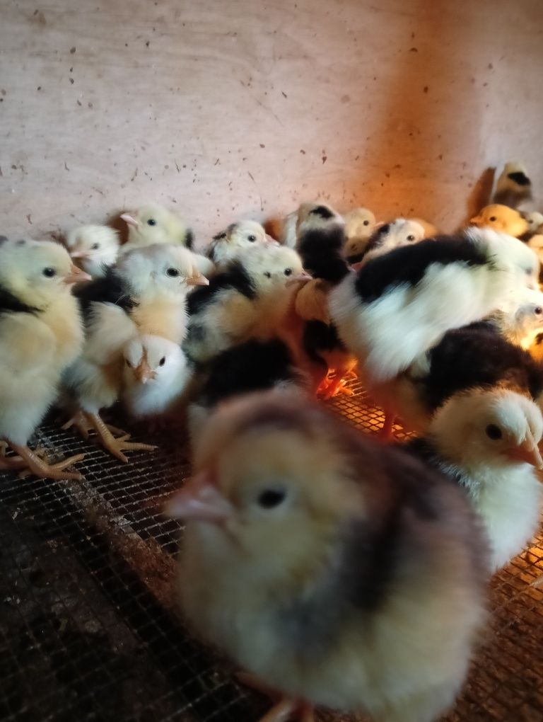 Tęczanka czernichowska pisklęta pisklaki kurczaki kurczęta