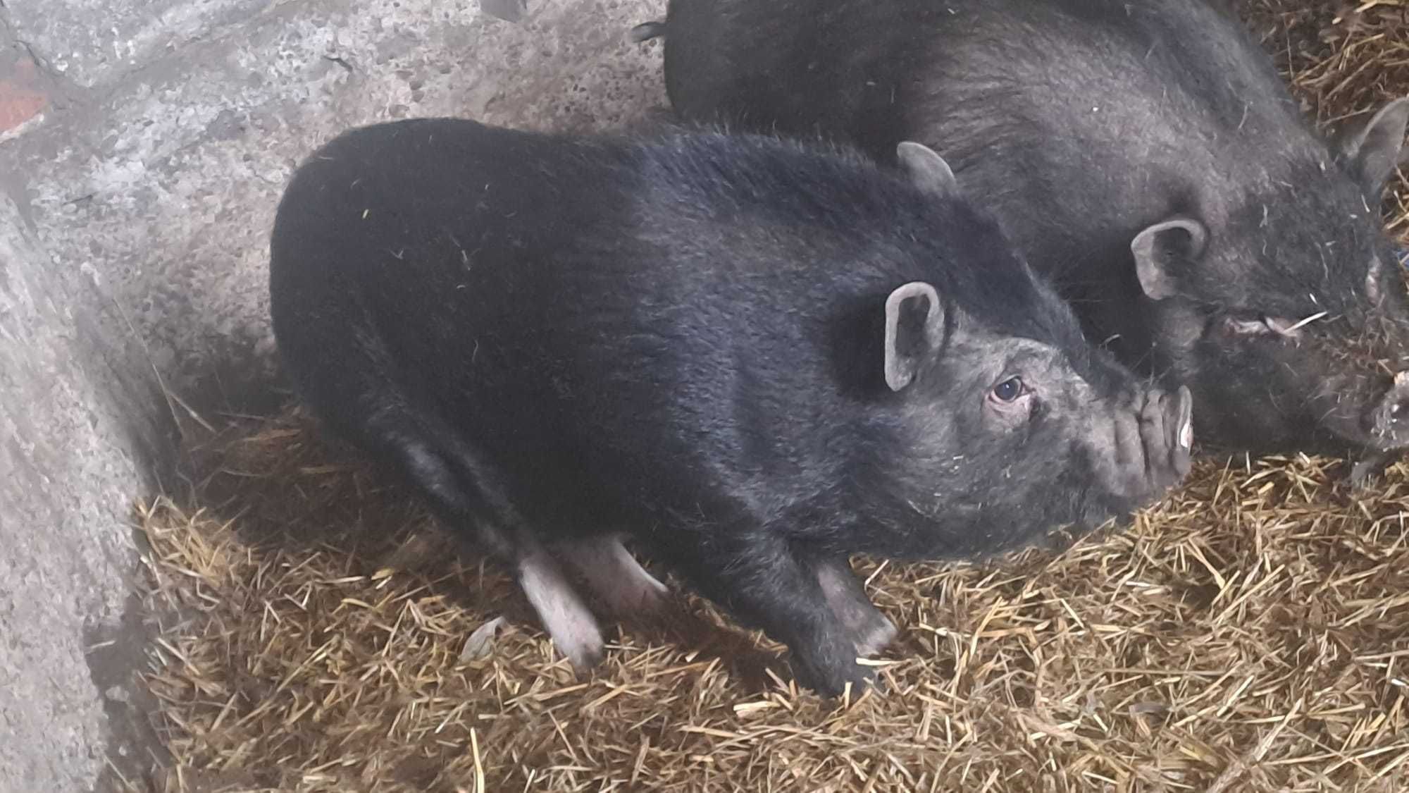 Świnia Wietnamska Samiec Roczna Świnka Czarna