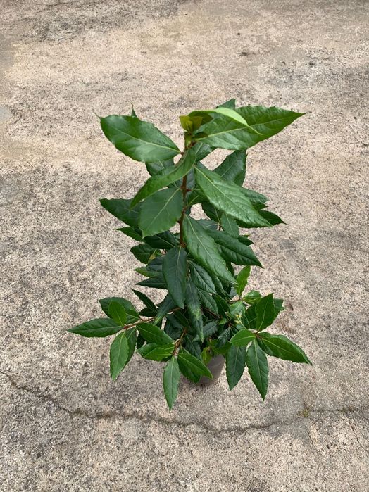 Loureiros - Laurus Nobilis