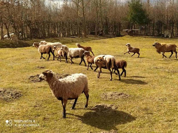 Продам барани,вівці,ягнята породи камерунка різного віку.