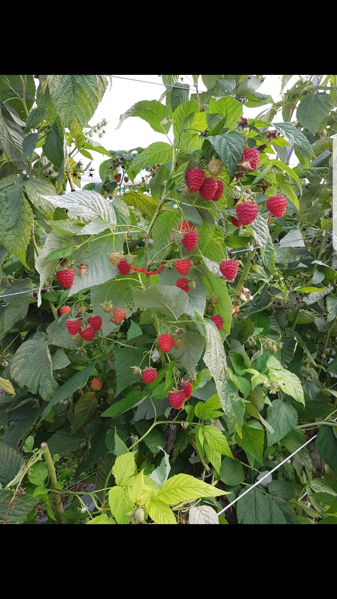 maliny tunelowe  sprzedam 20 pln/kg   praca przy malinach