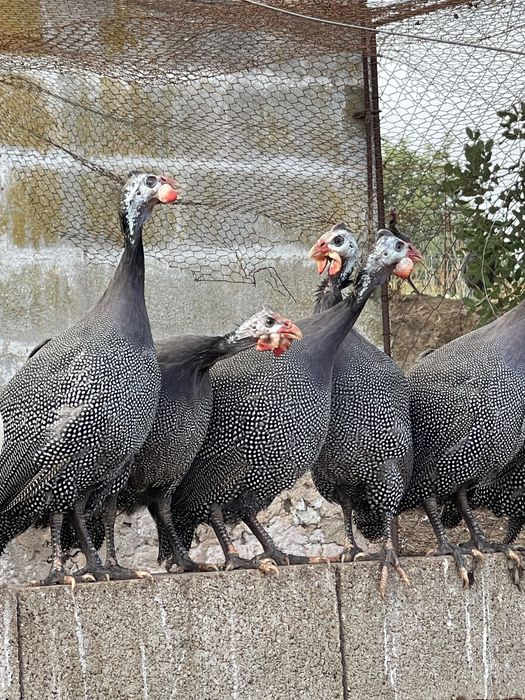 Fracas gigantes sem asa amputada