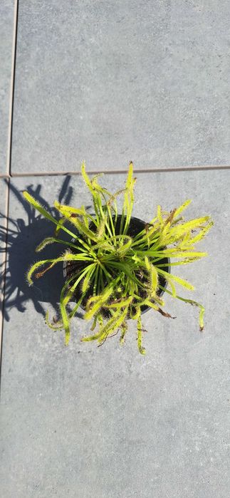 Owadożerna rosiczka drosera roślina