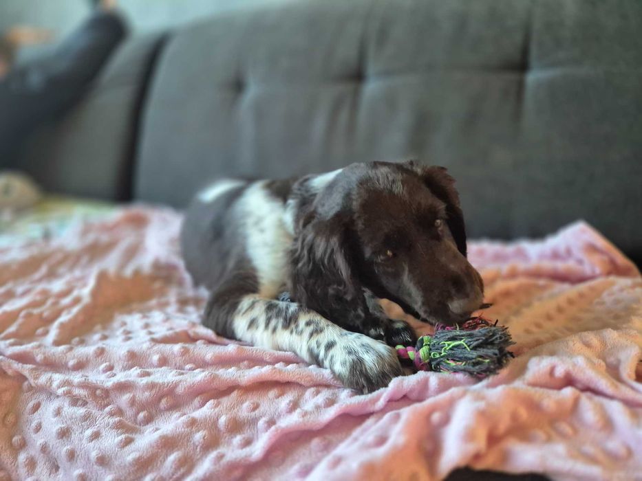 Mały Munsterlander suczka z rodowodem ZKwP FCI