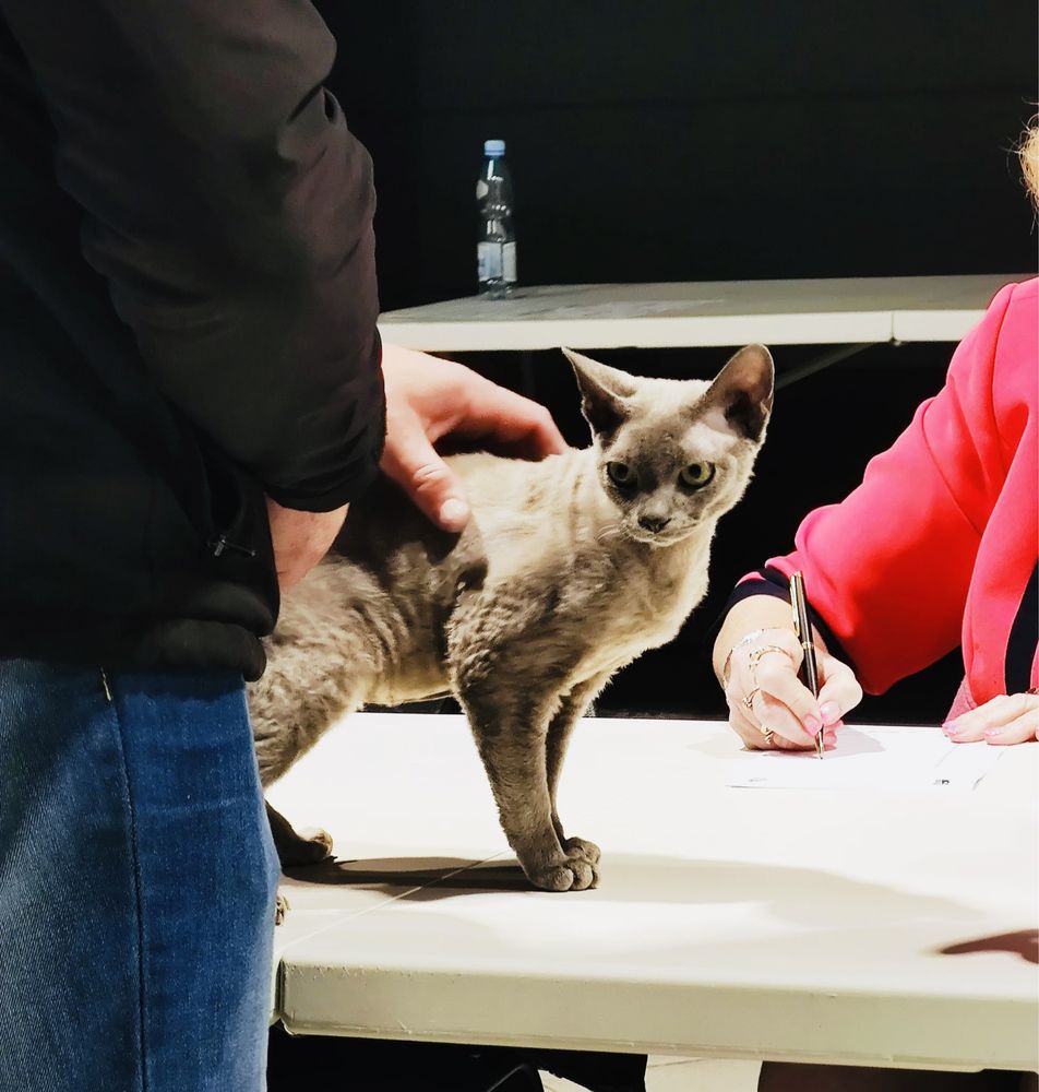 Reproduktor Devon Rex Champion zaprasza kotki