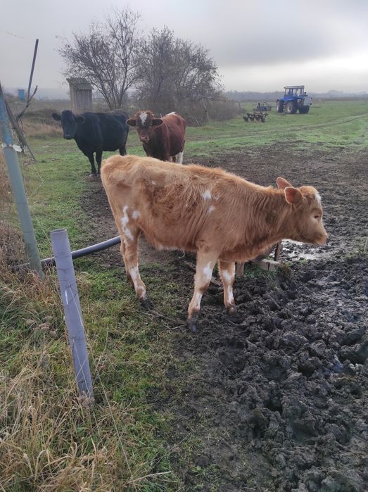 Продам тёлку 15000