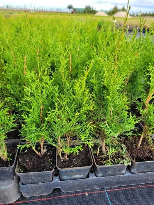 Tuja szmaragd 0,5 l doniczka -p9 20-40cm WYSYŁKA