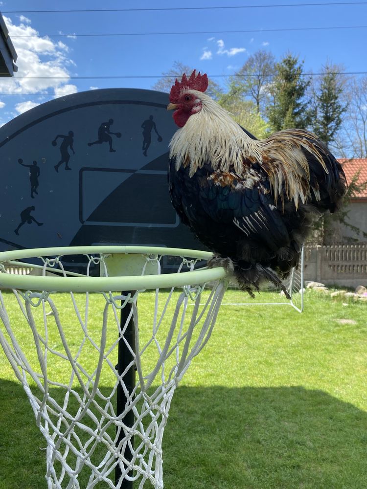 Jaja lęgowe kochin karzełek/ miniaturowy