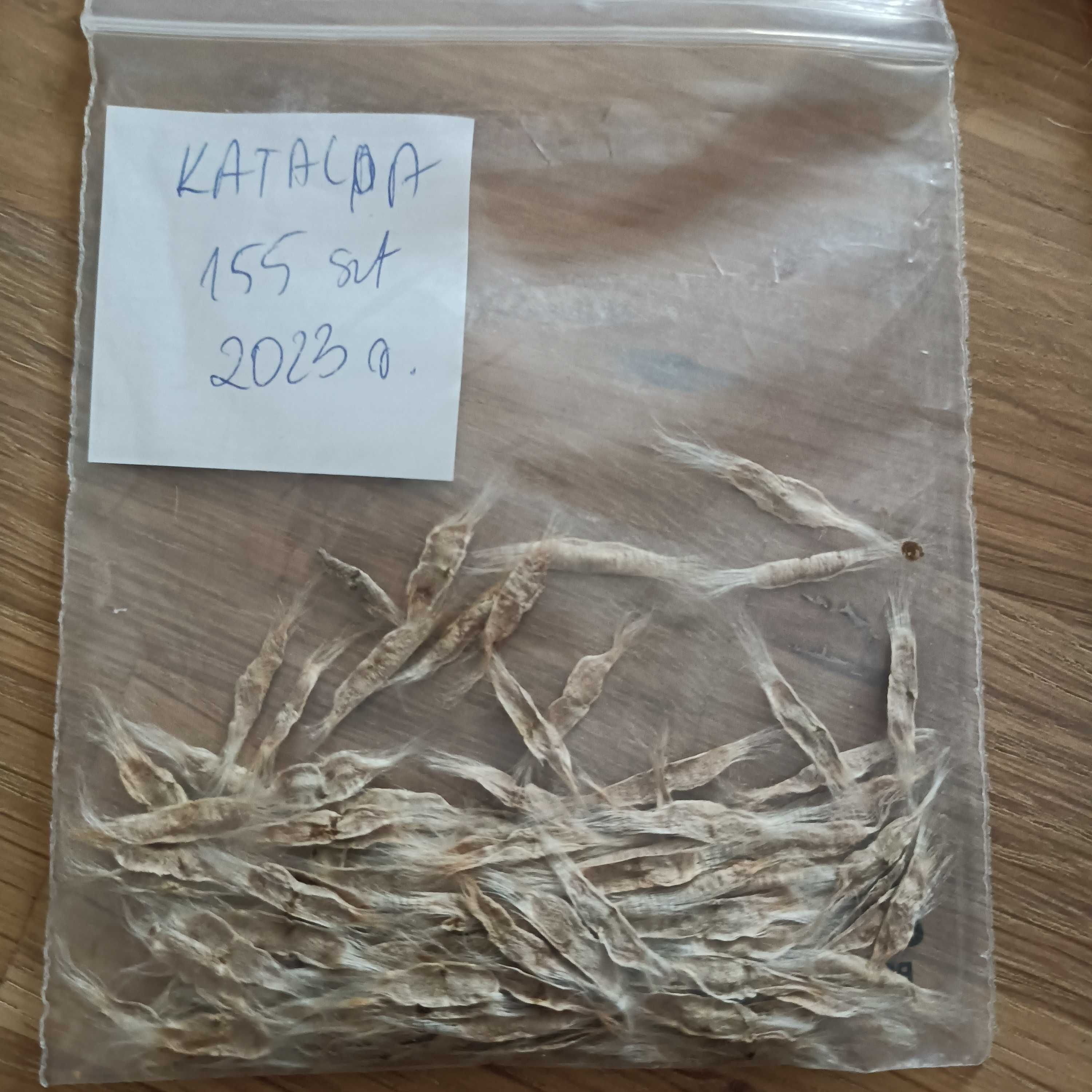 Drzewo szybko rosnące  katalpa, surmia nasiona