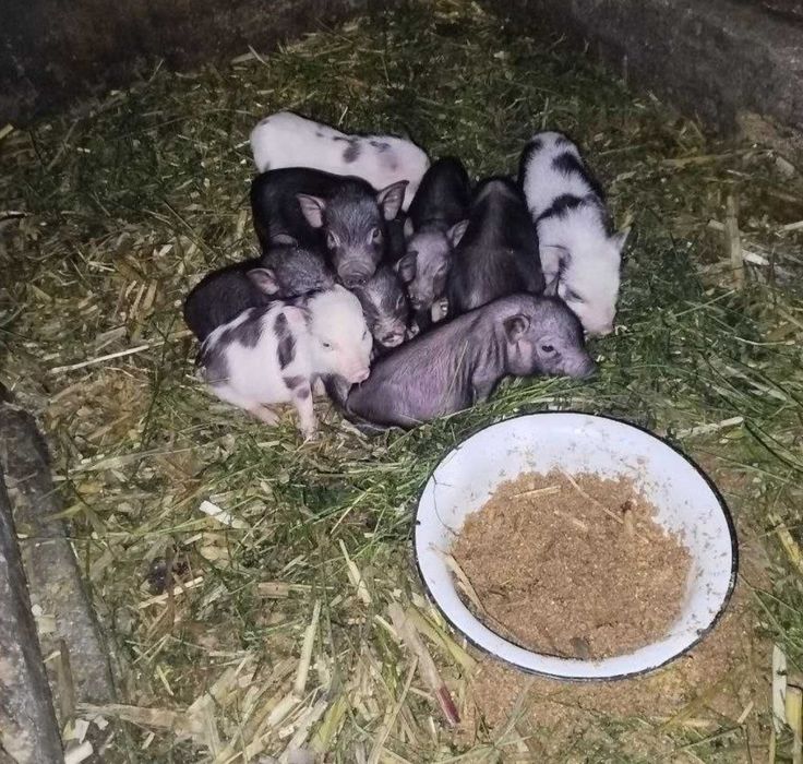 В'єтнамські поросятка поросята