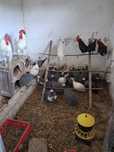 Kura rosołowa, kury rosołowe, leghorn koguty, perliczki, ayam, marans