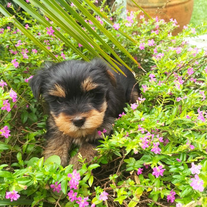 Yorkshire Terrier fêmea