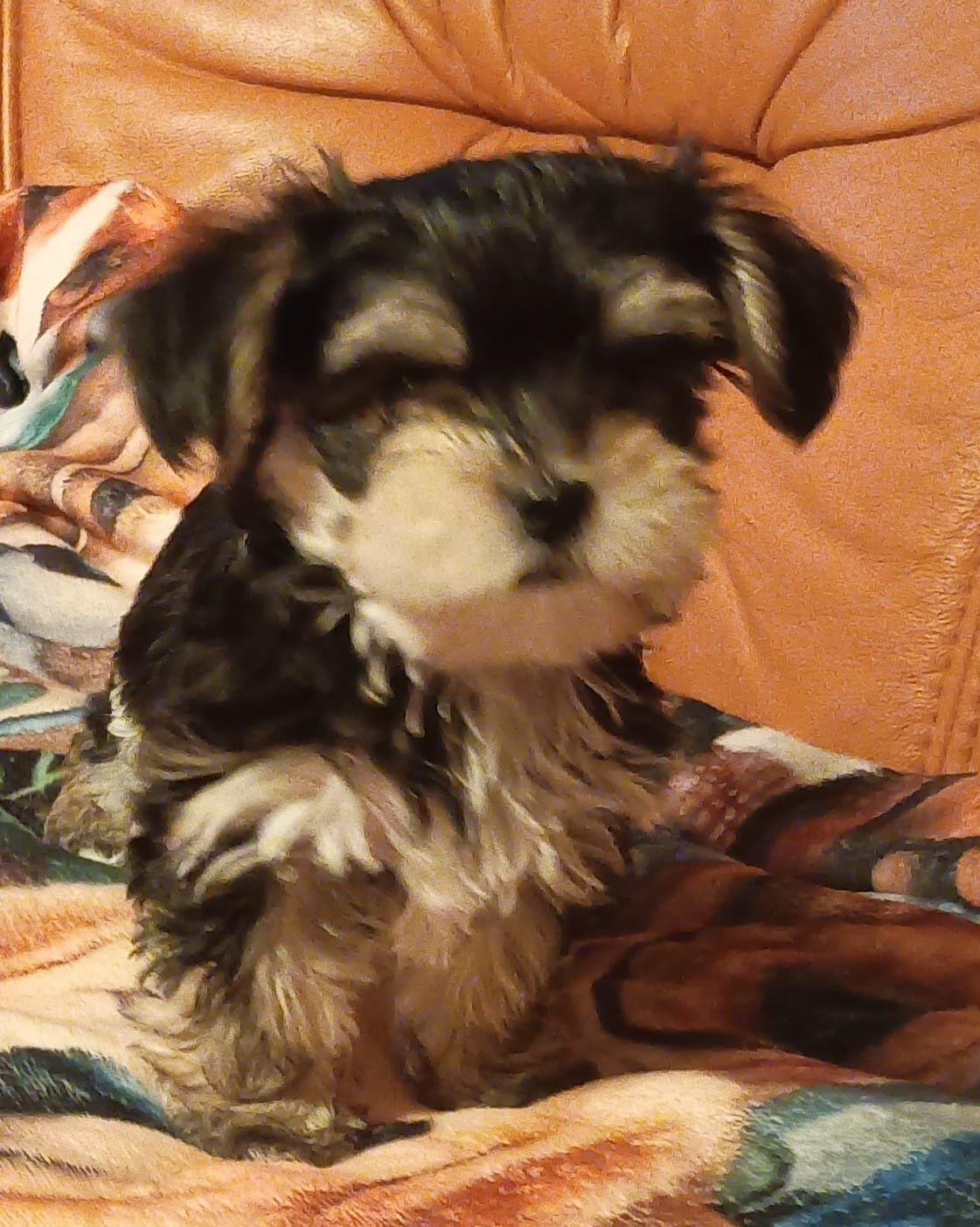 Morkie/Morkshire suczka