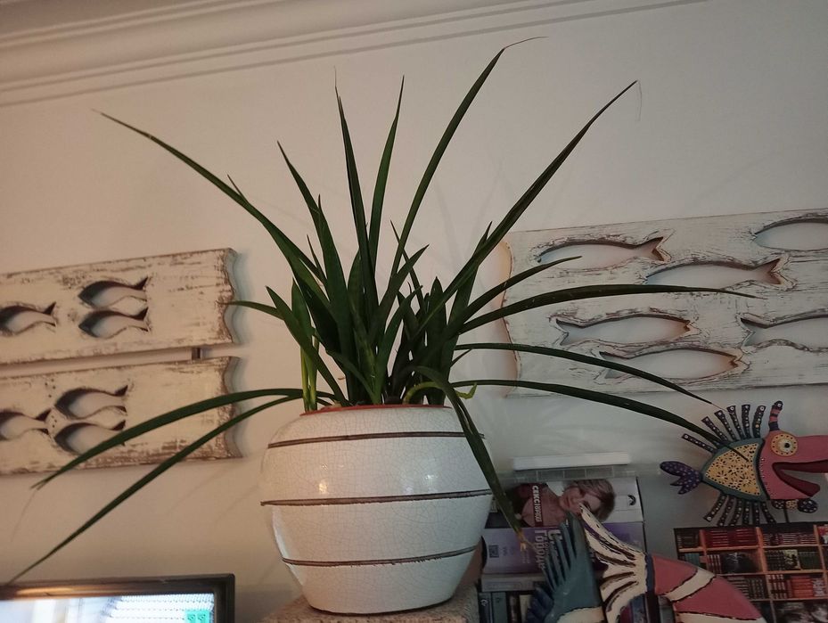 Planta natural, vasos da foto