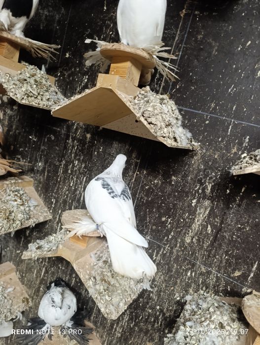 Srebniaki sercowe jasne kosmate