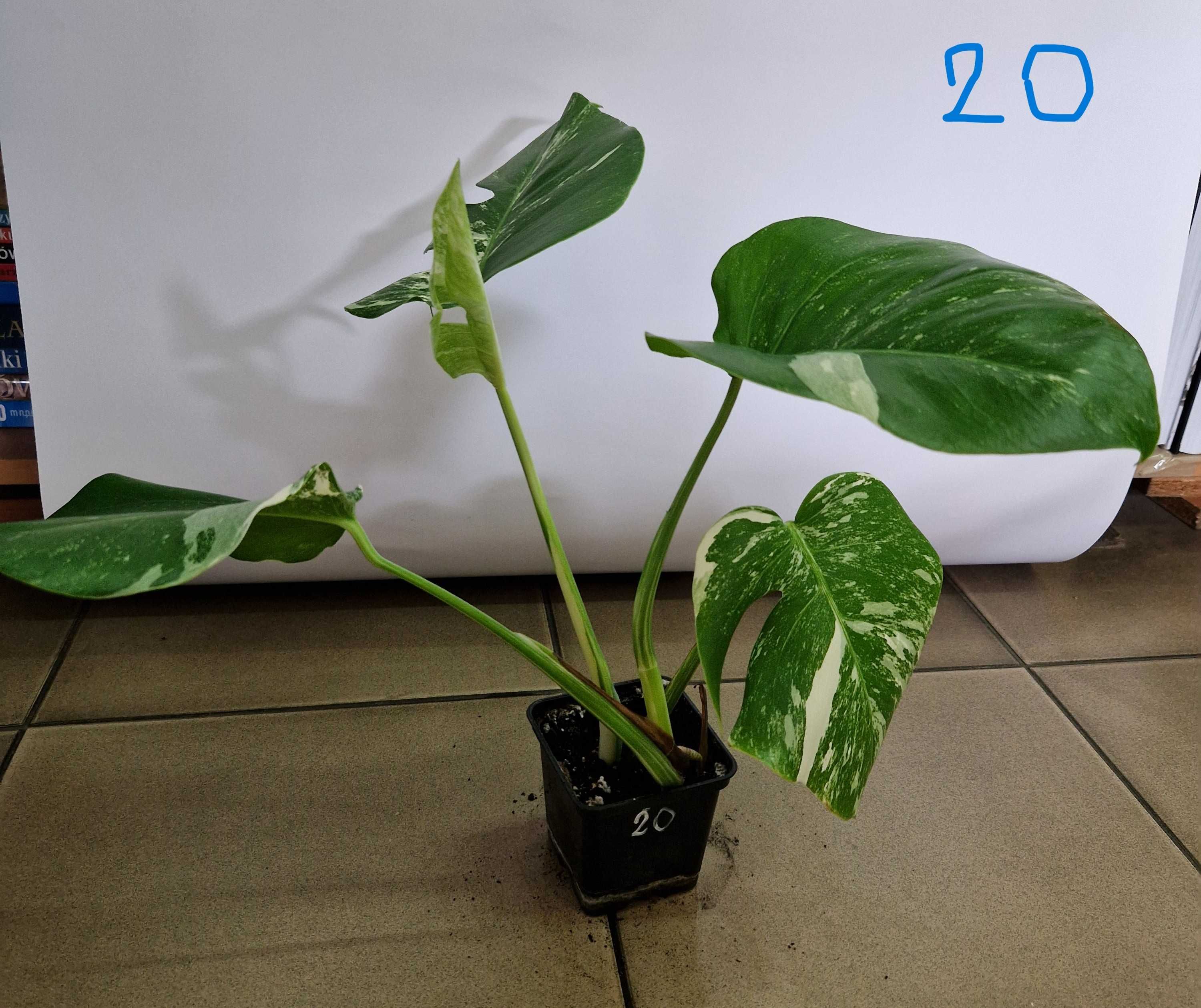 Monstera variegata Dwie rośliny w jednej doniczce