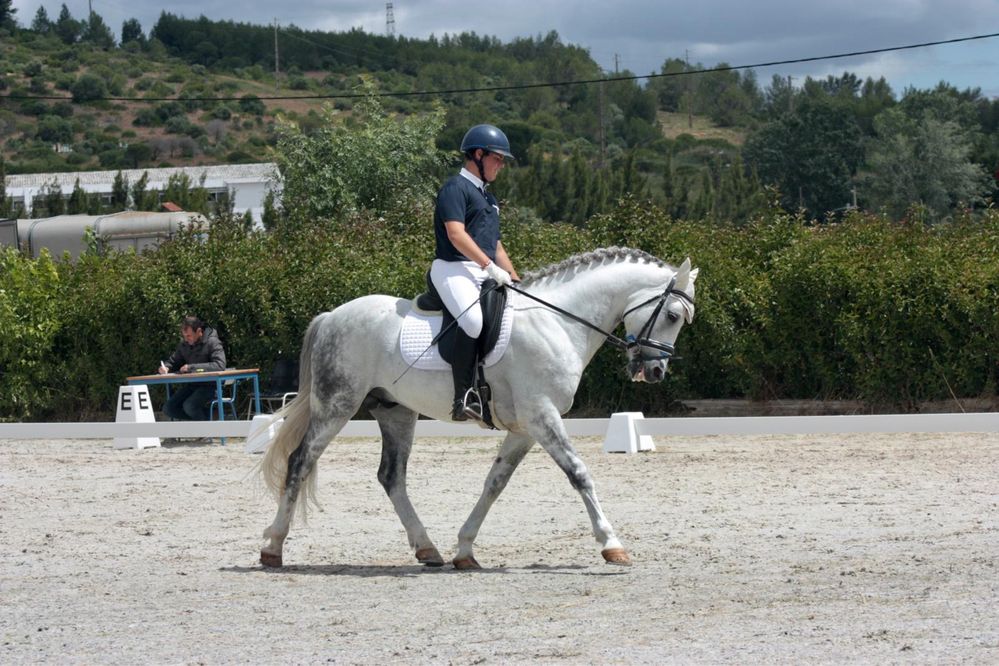 Cavalo luso-arabe