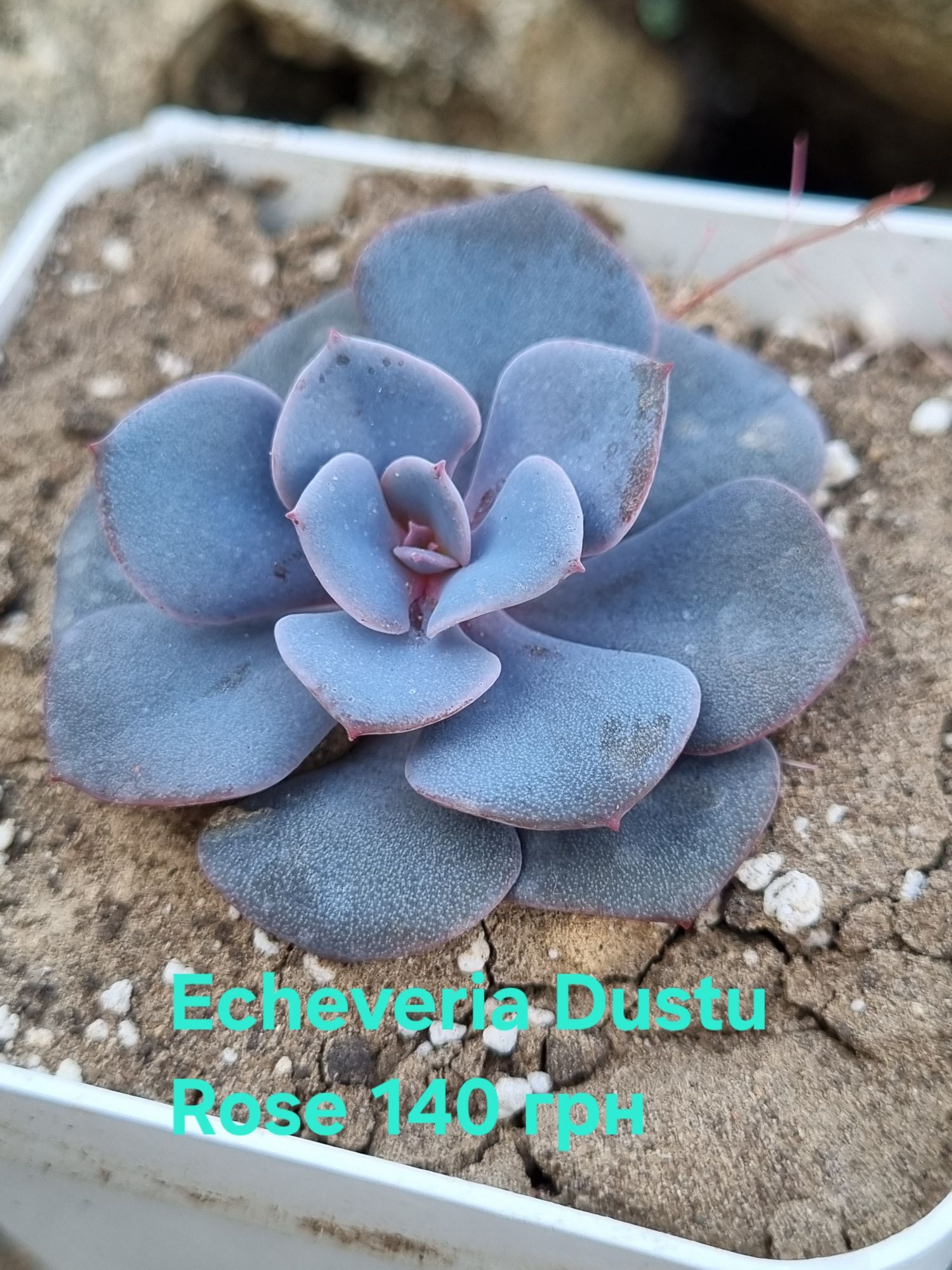 Сукуленти Echeveria