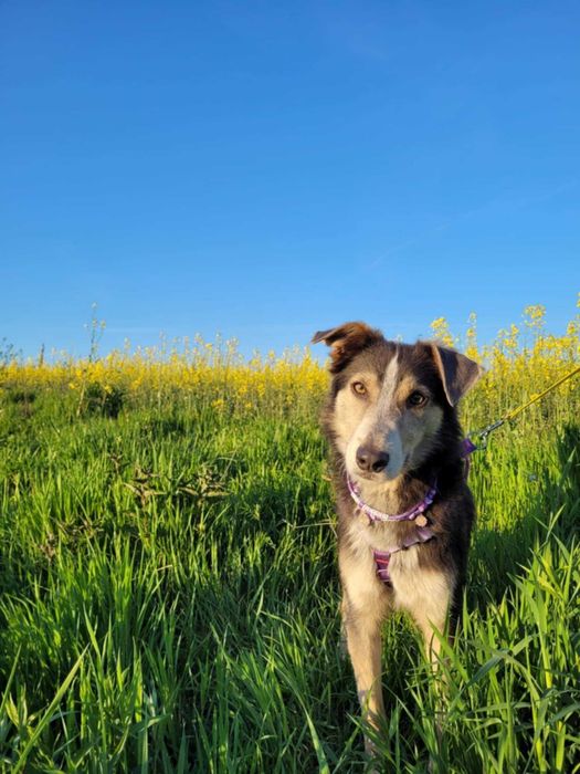 Piękny, młody POKER szuka kochającego domu !!