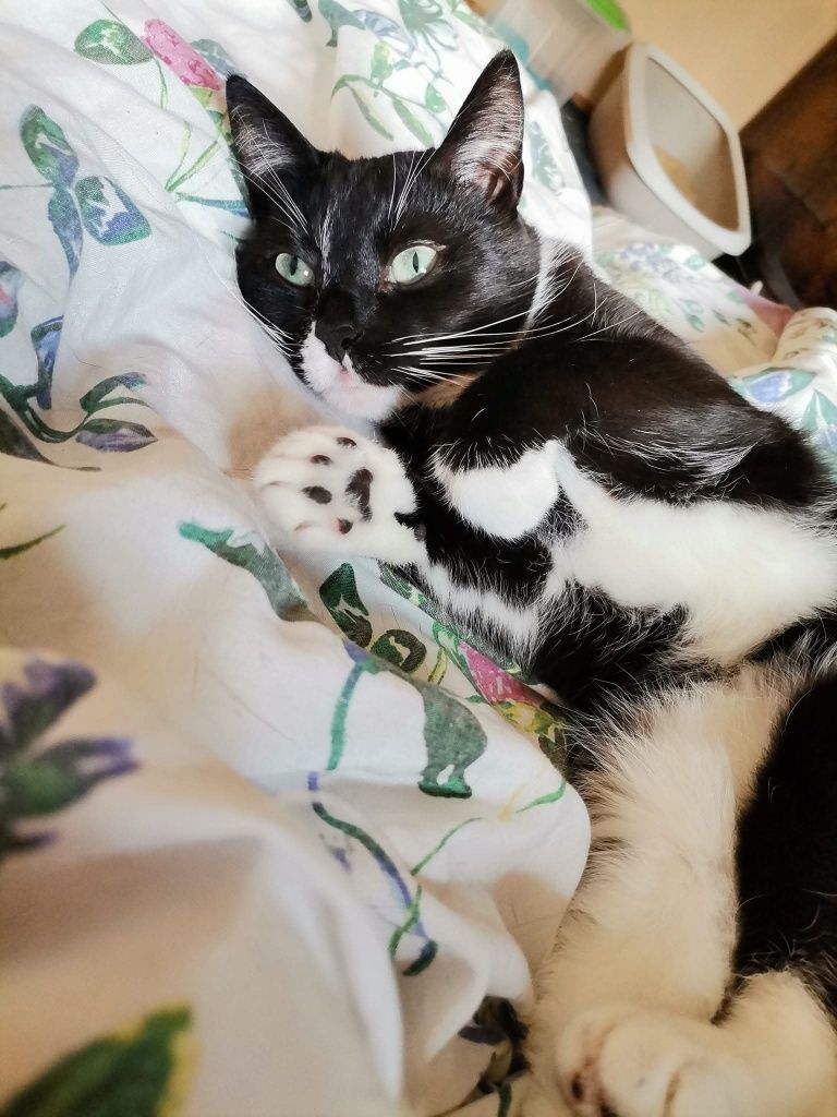 kotka do adopcji