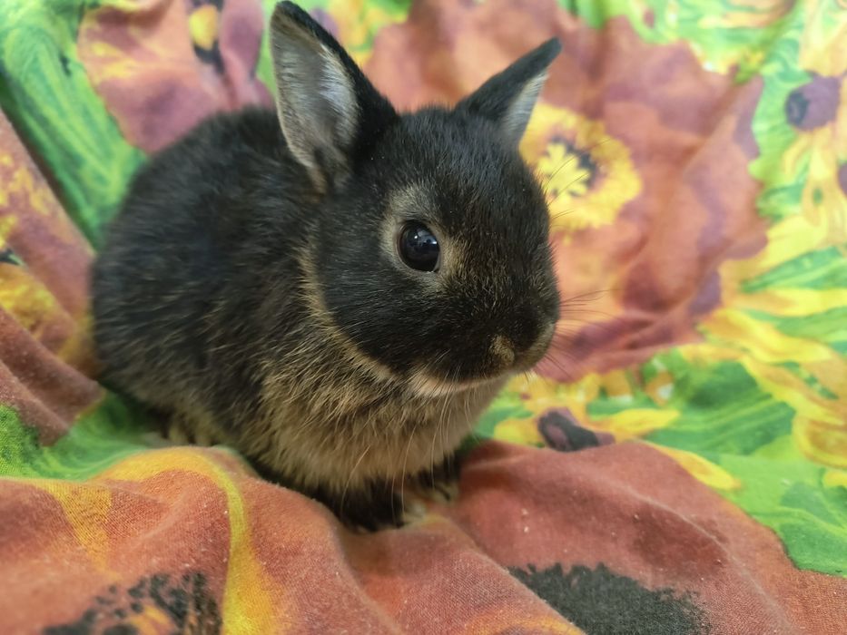 Кролик Мини и Карликовий
