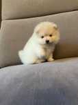 Szpic miniaturowy Pomeranian