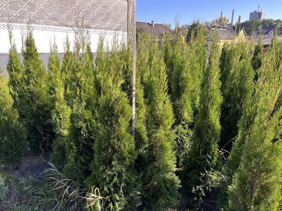 Туя Смарагд  1.8м., туї зелені, золотисті, декоративні кущі та дерева