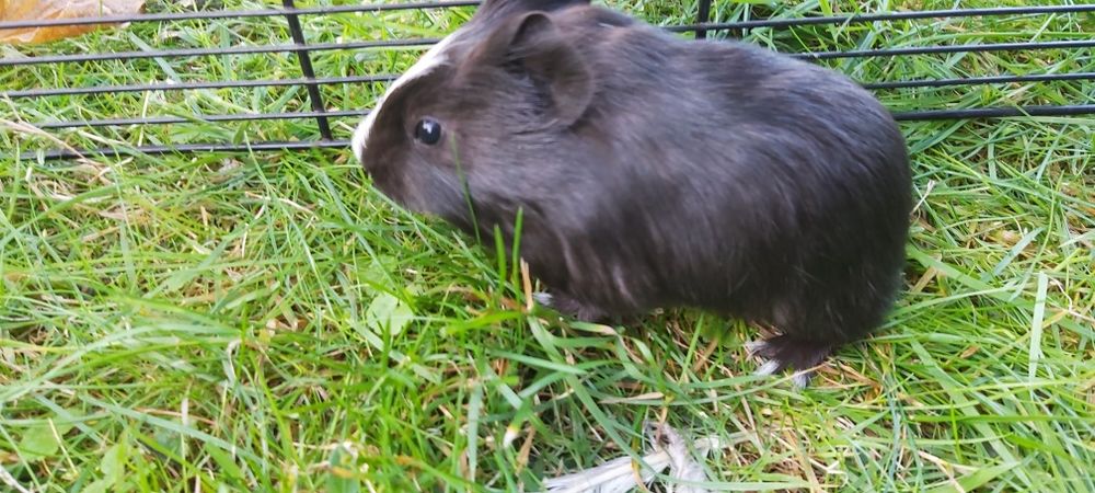 Młode piękne samczyki świnki morskiej