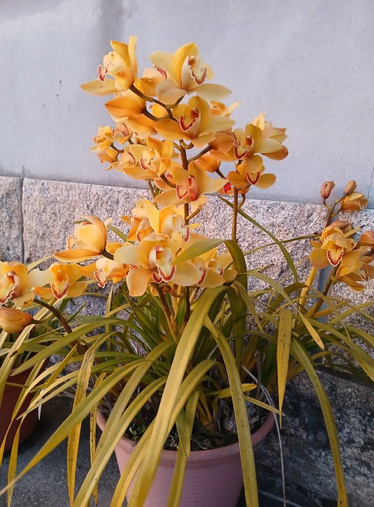 Orquídeas em flor