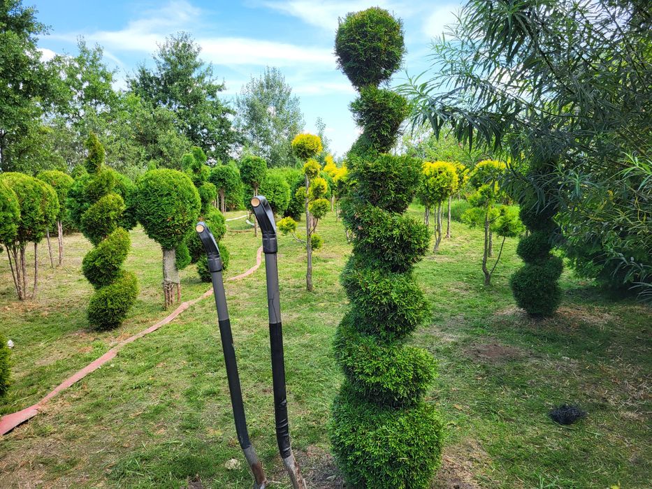 Tuje szmaragd, tuja Jesienna Promocja 40-50cm po 6zł za sztukę