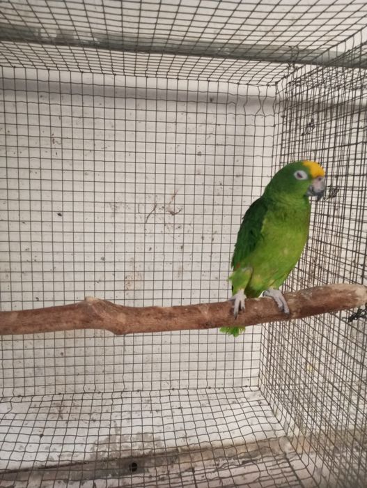 Fêmea ochrocephalo reprodutora