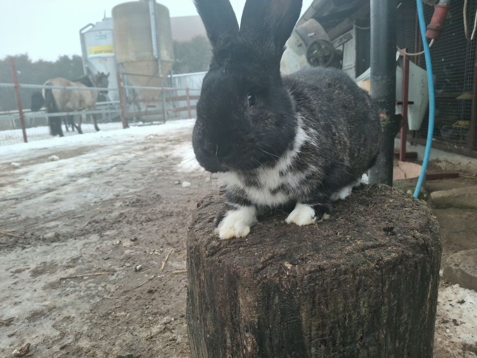 Królik samiec duży