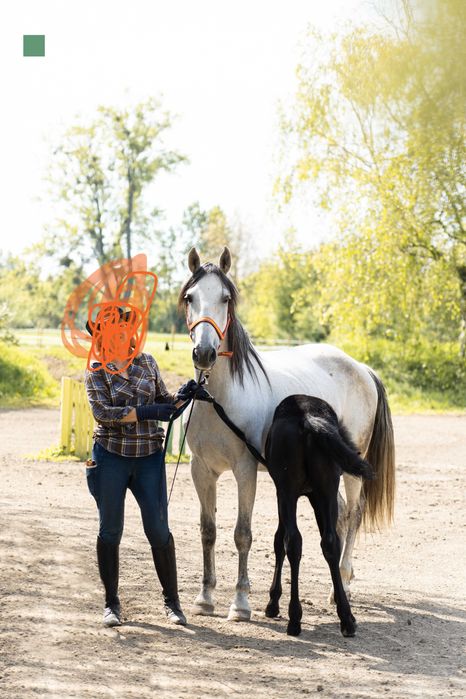 Dzierżawa klaczy*siwa*andaluzyjka