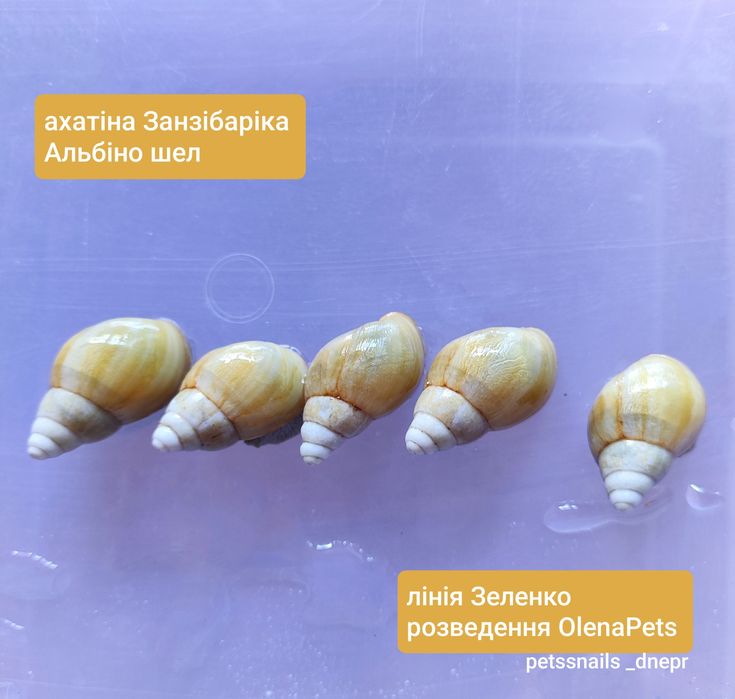 Ахатіна Занзібаріка, міні ахатіна. Равлики.