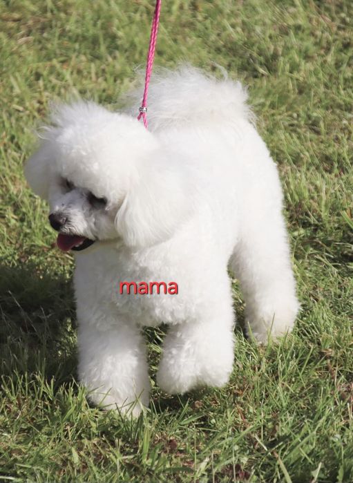 Bichon frise prześliczny piesek z rodowodem gotowy do odbioru