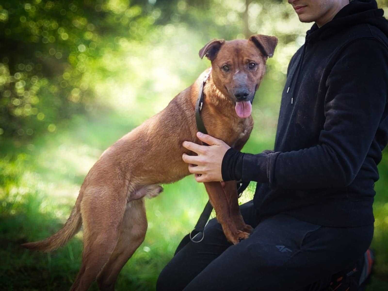 Supełek - cudny, przytulaśny rudasek do adopcji