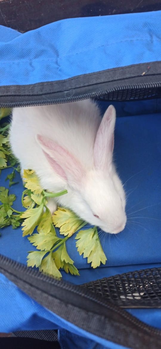 Maly króliczek do adopcji
