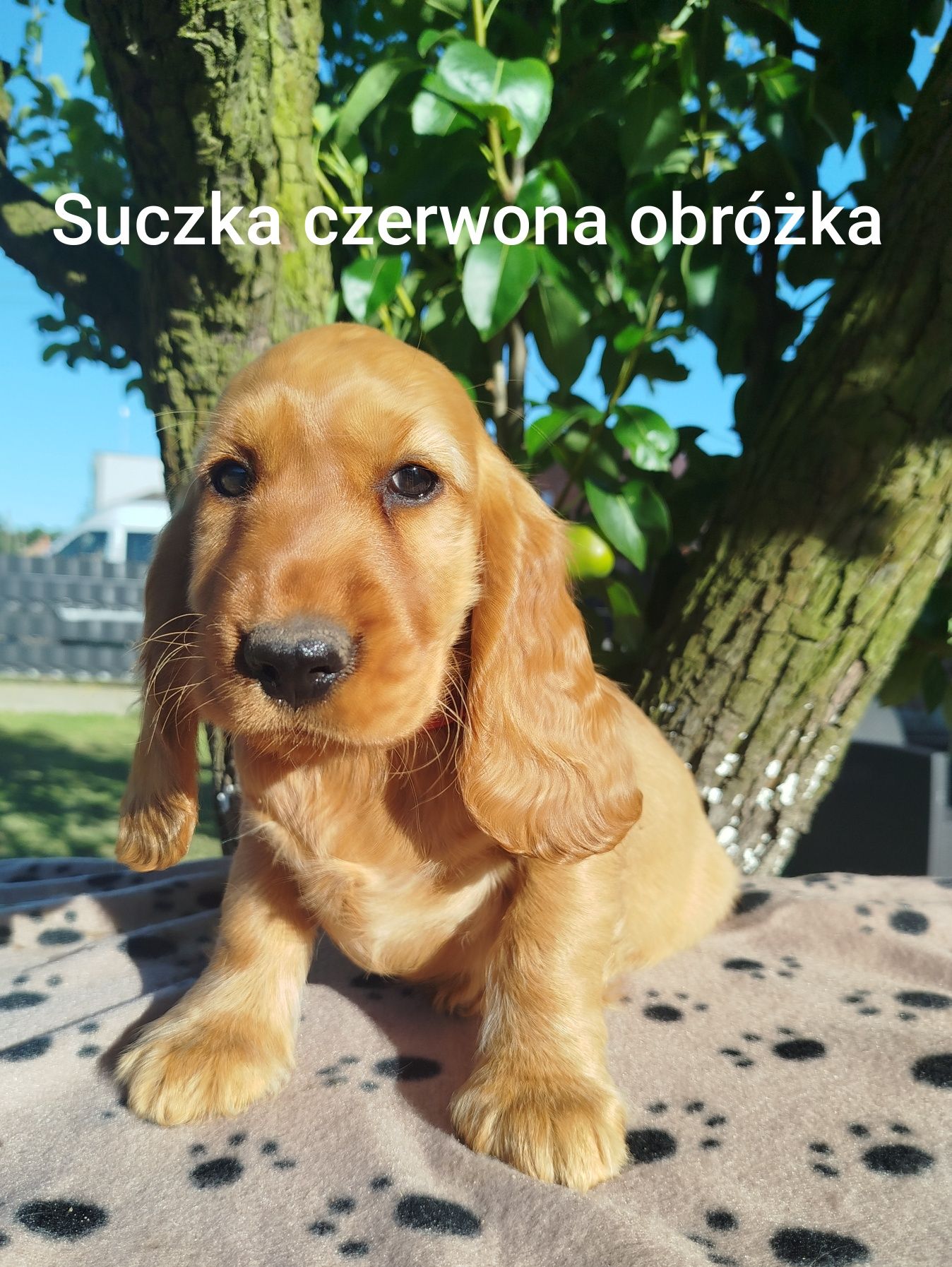 Suczka Cocker Spaniel angielski GOTOWA do Odbioru!!!
