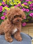 Maltipoo z certyfikatem i paszportem