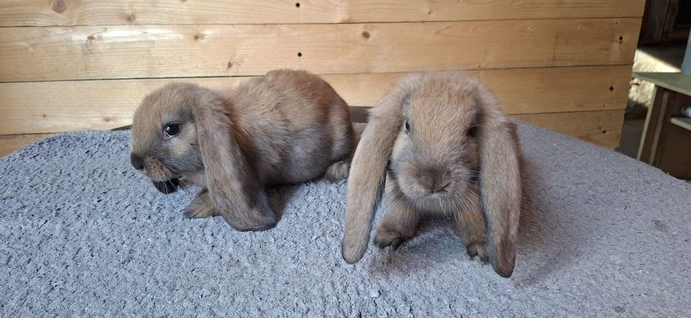 Samice Francuski baran Madagaskar