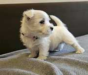 Piesek West Highland White Terrier