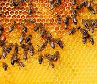 Продам семьи пчелы