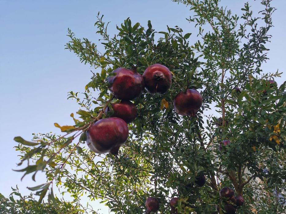 Romã diospiro fruto biológico