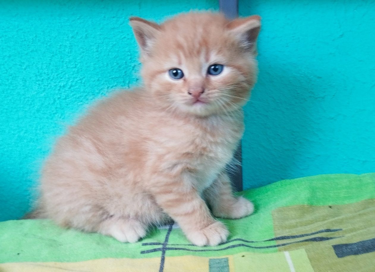 Рыжий котенок ищет друга
