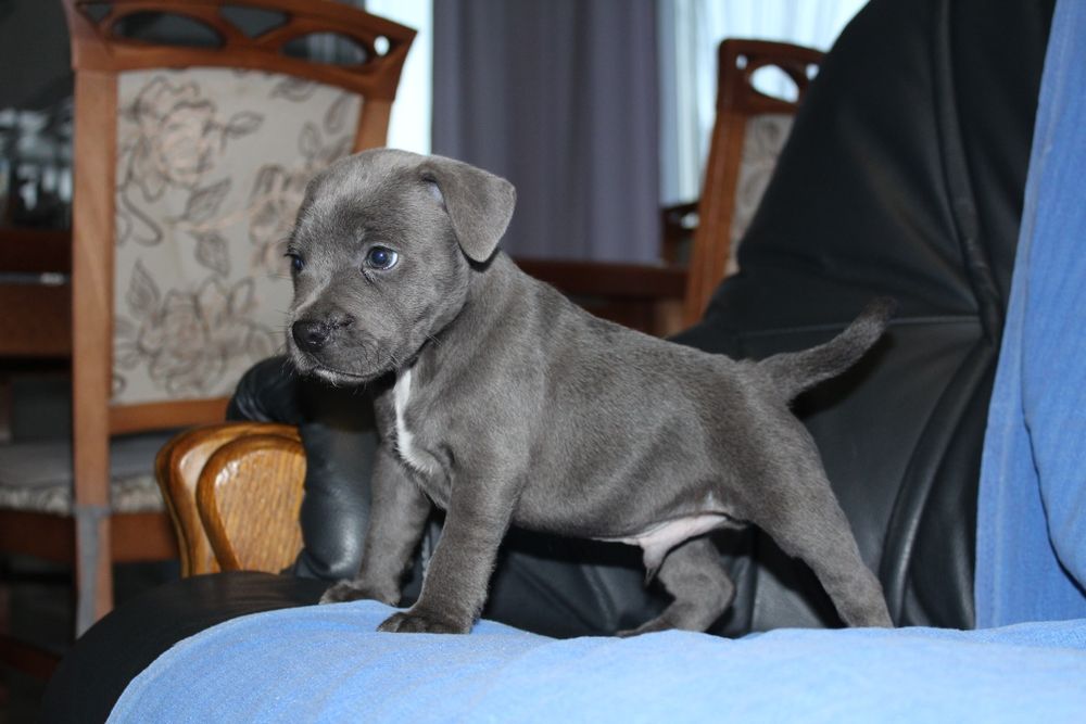 Staffordshire Bull terrier stafik staffik