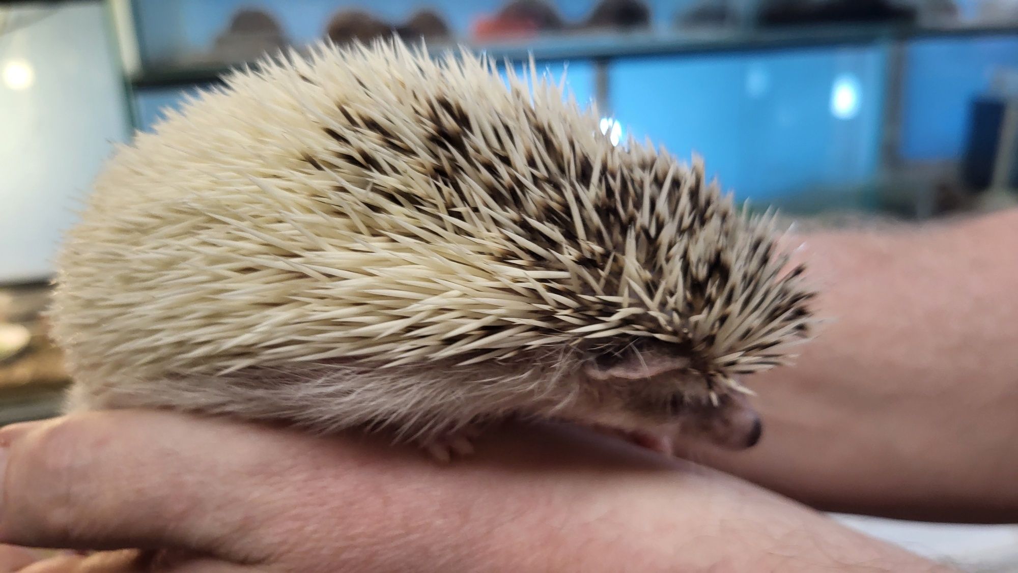 Jeż Pigmejski Afrykański Samiec - Sklep Zoologiczny