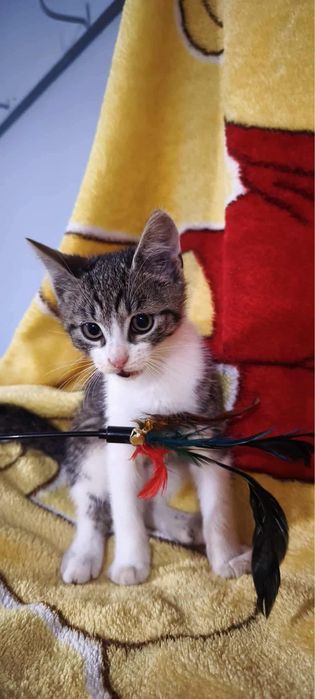 Leoś poleca sie do adopcji
