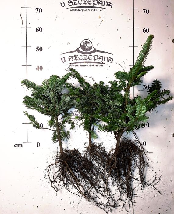 Jodła nobilis jodła szlachetna 2 sort