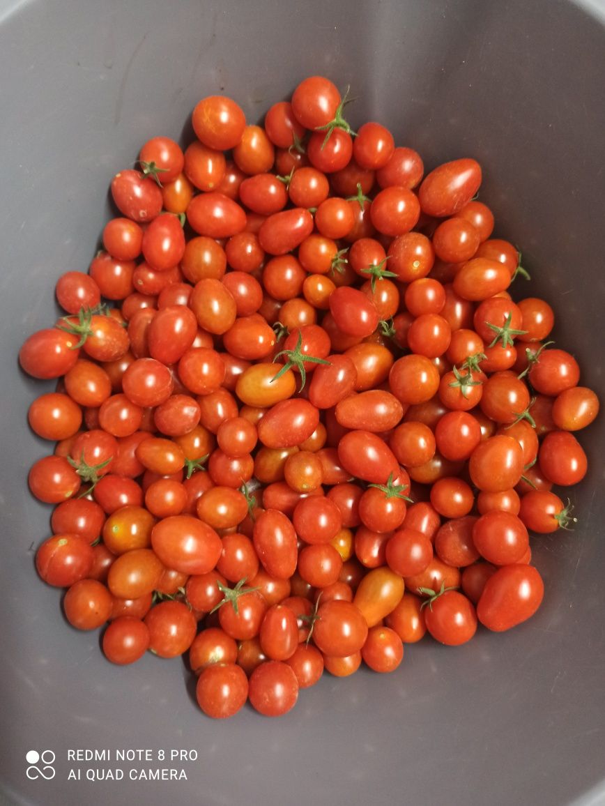 Tomate cherry biológico