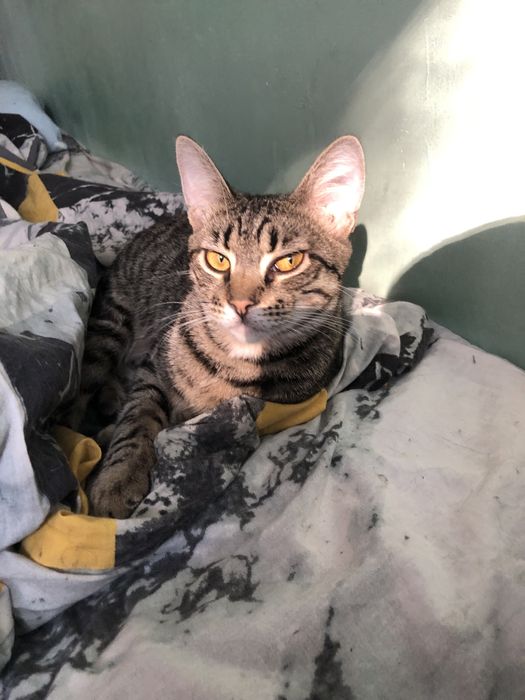 Котик в добрые руки